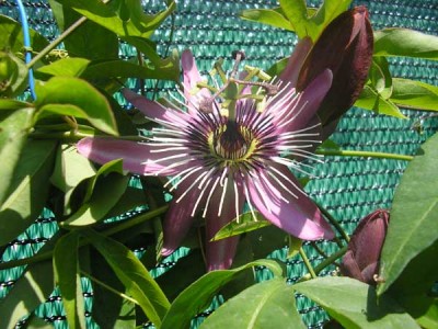 и еще один цветочек