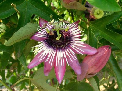 x_violacea__Atropurpurea_.jpg