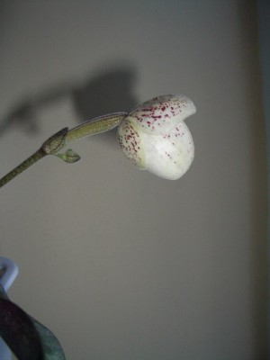 Paph ang-tong 2007 07 04.jpg