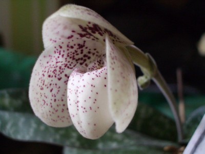 Paph ang-tong 2007 07 05.jpg