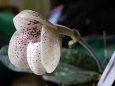 Paph ang-tong 2007 07 05 (01).jpg