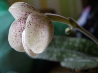 Paph ang-tong 2007 07 05 (02) sm.jpg