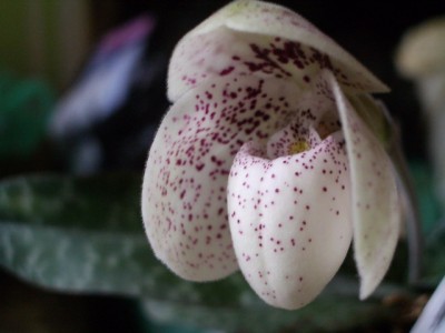 Paph ang-tong 2007 07 05 (03) sm.jpg