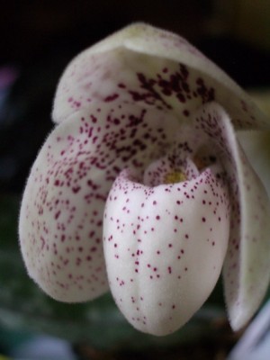 Paph ang-tong 2007 07 05 (04) sm.jpg