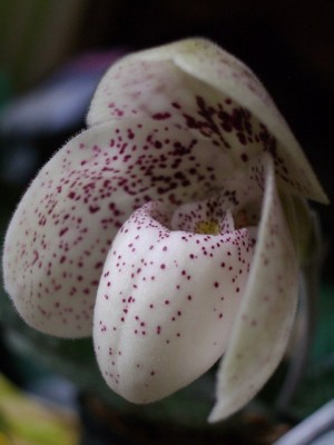 Paph ang-tong 2007 07 05 (05) sm.jpg