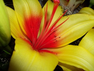 lily 2007 07 01 sm.jpg