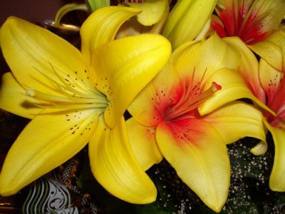 lily 2007 07 02 sm.jpg