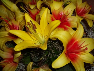 lily 2007 07 03 sm.jpg