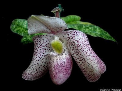 Paphiopedilum Vanda M Pearman