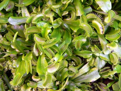 мухоловки из центра террариума