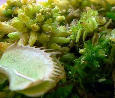 вот один котенок