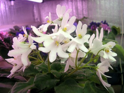 Пыталась вырастить этот сорт в 6 см горшке. Не то. В 8 см - красавица.