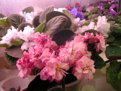 Кстати, она на фитиле