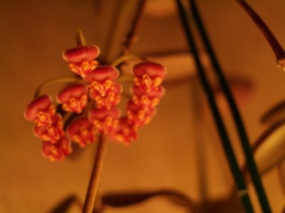 а сегодня благоухаем