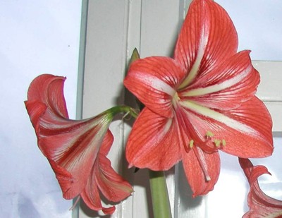 Hippeastrum.jpg