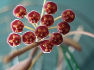 hoya tsangii 007 07 11 01.jpg