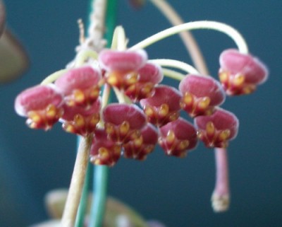 hoya tsangii 007 07 11 02.jpg