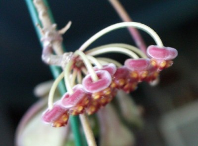 hoya tsangii 007 07 11 03.jpg