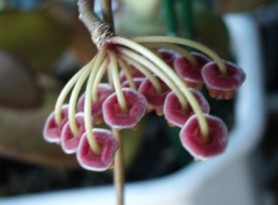 hoya tsangii 007 07 11 04.jpg