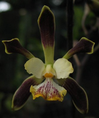 Фронтальный снимок, почему 8 лепестков ?