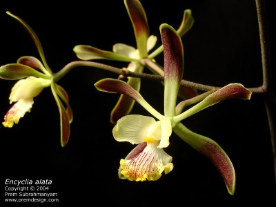 Сагитальный снимок, возможно это такая модификация губы?