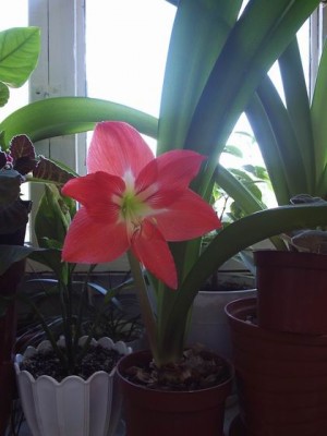 Очень аккуратный цветонос получился