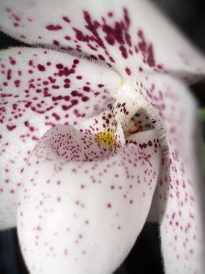 Paph ang-tong  2007 07 14 03 sm.jpg