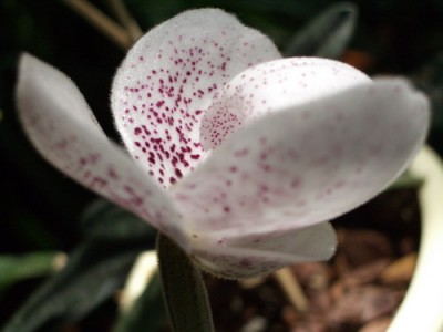 Paph ang-tong  2007 07 14 04 sm.jpg