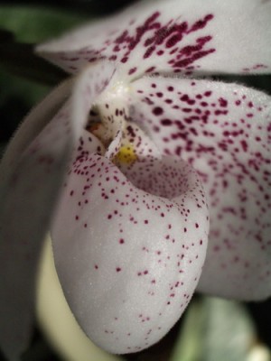 Paph ang-tong  2007 07 14 05 sm.jpg