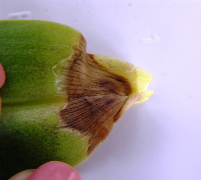 Это тот листик что удалила, вроде гниль была только на листе