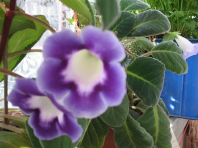 Как называется эта глоксиния