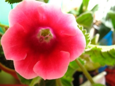 Названия этой я тоже не знаю