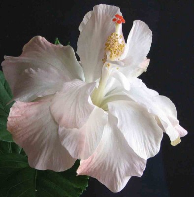 Nannette-Peach 2.jpg