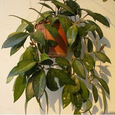 У меня сомнения: это карноза? А вообще это хойя? У хой при черенковании выделяется млечный сок, а у этой нет.