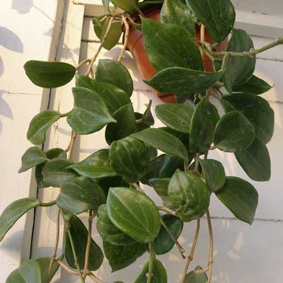 А это наверняка пачиклада