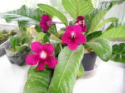 Christmas morning и ???