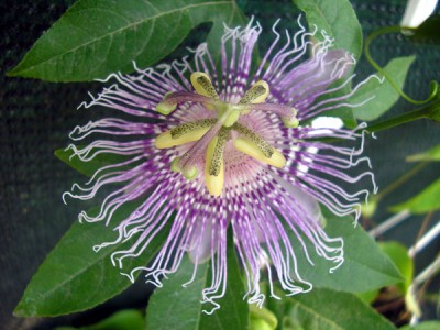 Расцвела вот так