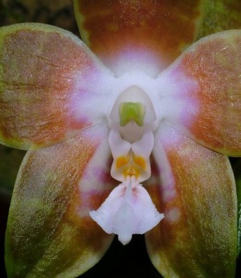 PhalaenopsisVenosaMV037.jpg