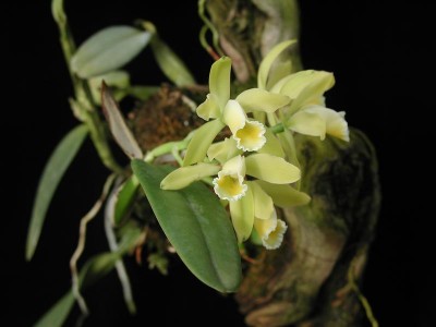 Cattleya_luteola.jpg
