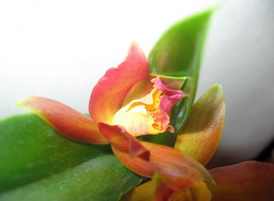 Ей некуда раскрыться. Она бедненькая сминается:(