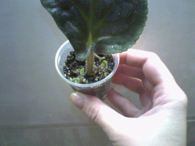 &amp;quot;Любимая дочка&amp;quot; (Макуни)