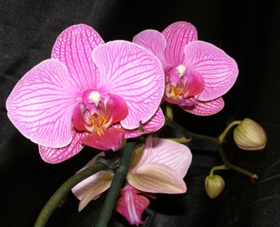 orchid.jpg