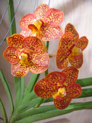 Rotation of DSCN3151.JPG