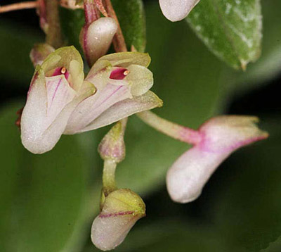 Appendicula elegans цветет