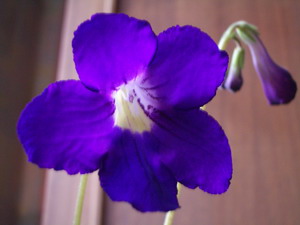 streps - Marna - 2006 03 21.jpg