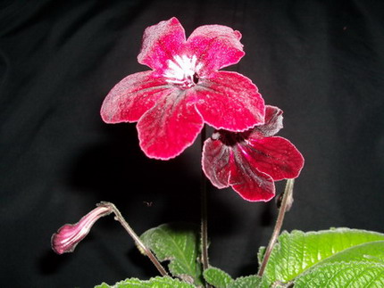 streps Bristol’s Hot Rod 2006 03 20.jpg