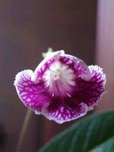 streps Bristol’s Petticoats 2006 03 20.jpg