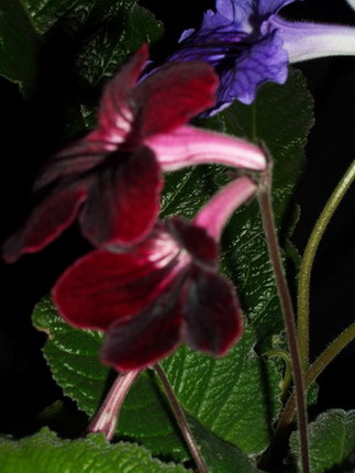 streps - 2006 03 23.jpg