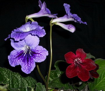 streps - 2006 03 21.jpg