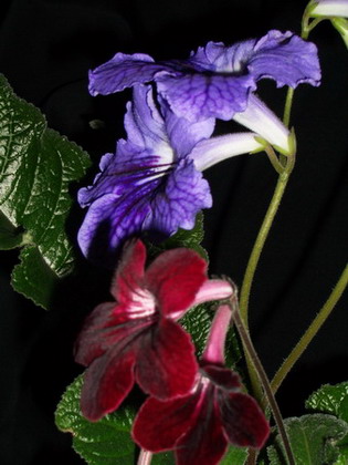 streps - 2006 03 22.jpg